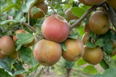 Belle de Boskoop apple: cultivation & care