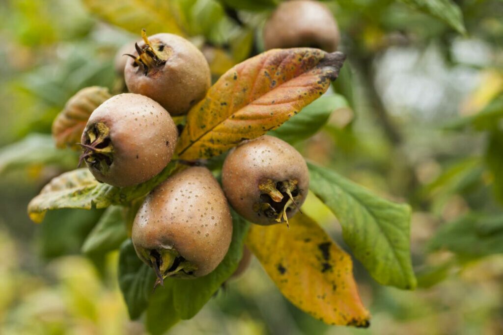 Brown ripe medlar fruits