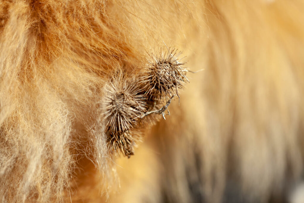 Burdock burrs in animal’s fur