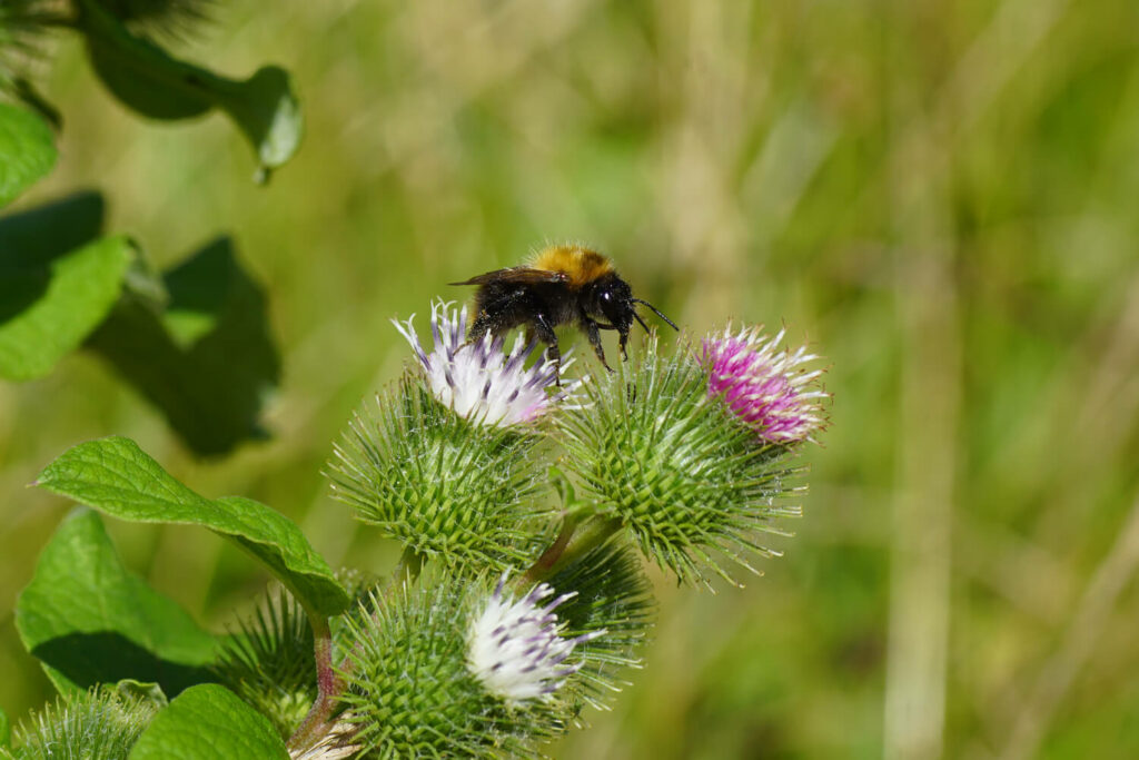 A bee visiting Arctium flowers