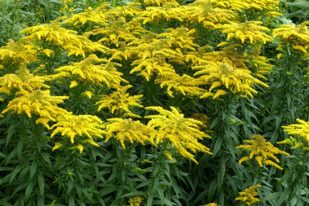 Large patch of Canadian goldenrod flowers