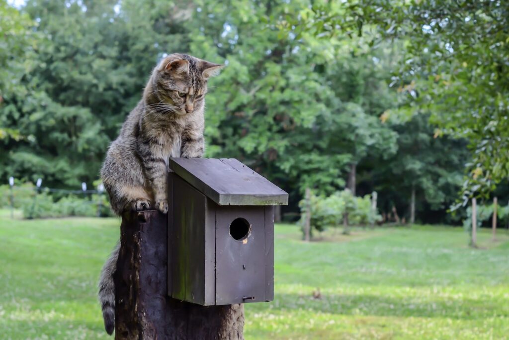 Cat perched on bird nest box