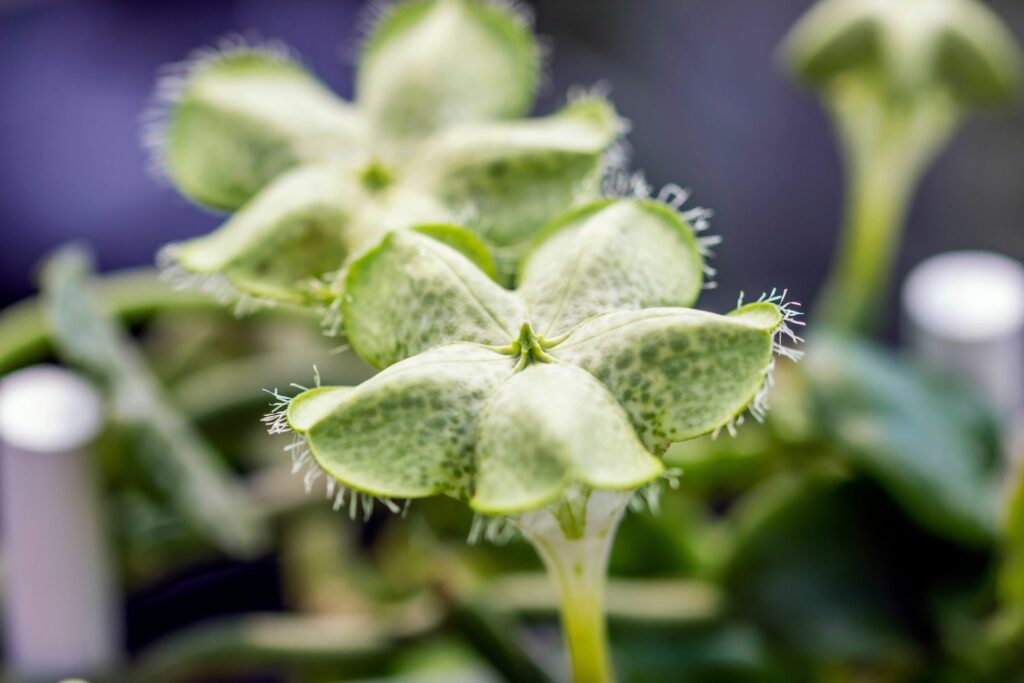 Ceropegia flower umbrella shape