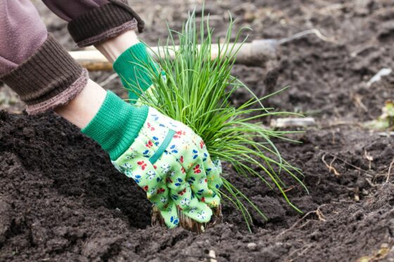 How to grow chives: location, soil & growing tips