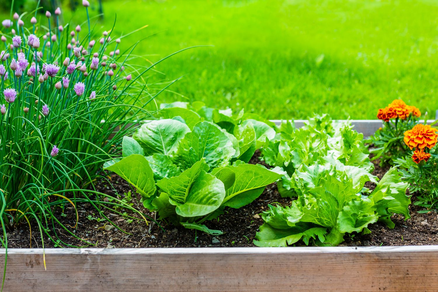 How to grow chives: how & where to plant them - Plantura