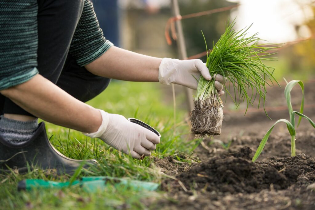 Planting chives in the bed
