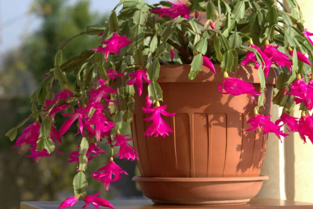 Christmas cactus with vivid pink flowers