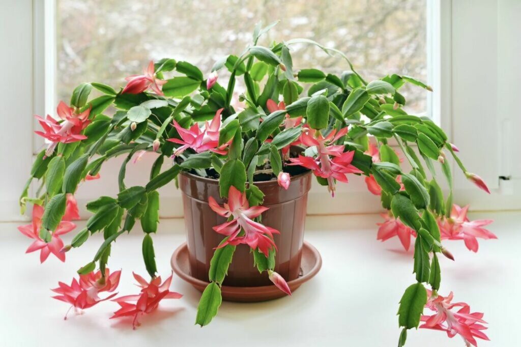 Christmas cactus with red and white flowers next to window