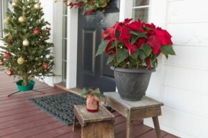Christmas plants: the most festive plants for the Christmas season