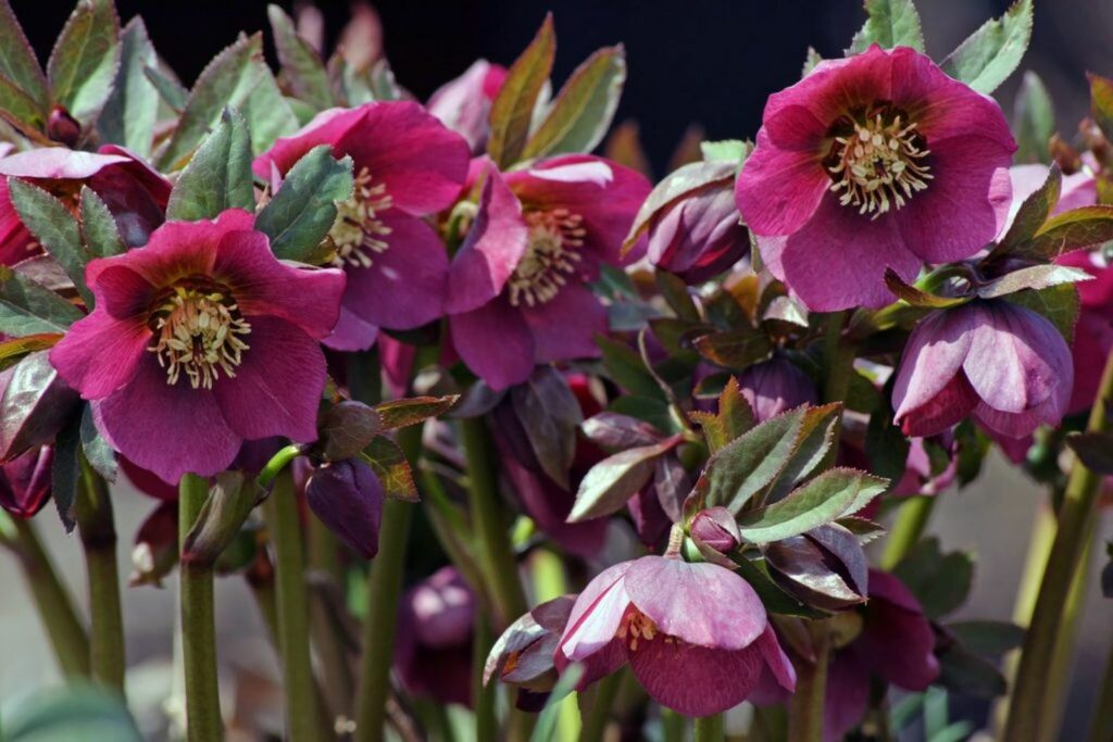 Pink-purple Christmas roses in bloom