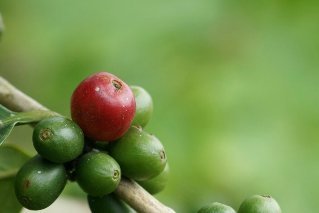 Coffee cherries on coffee plant