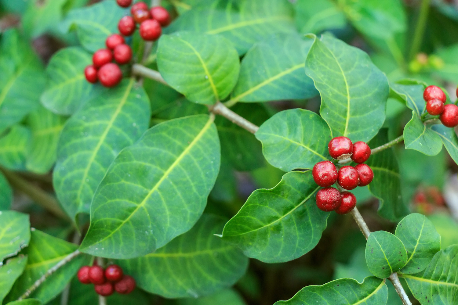Coffee plant care: watering, fertilising & more - Plantura