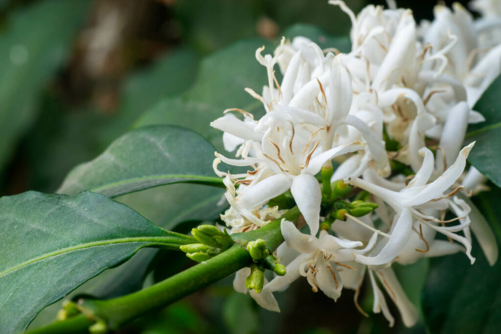 A white coffee plant flower