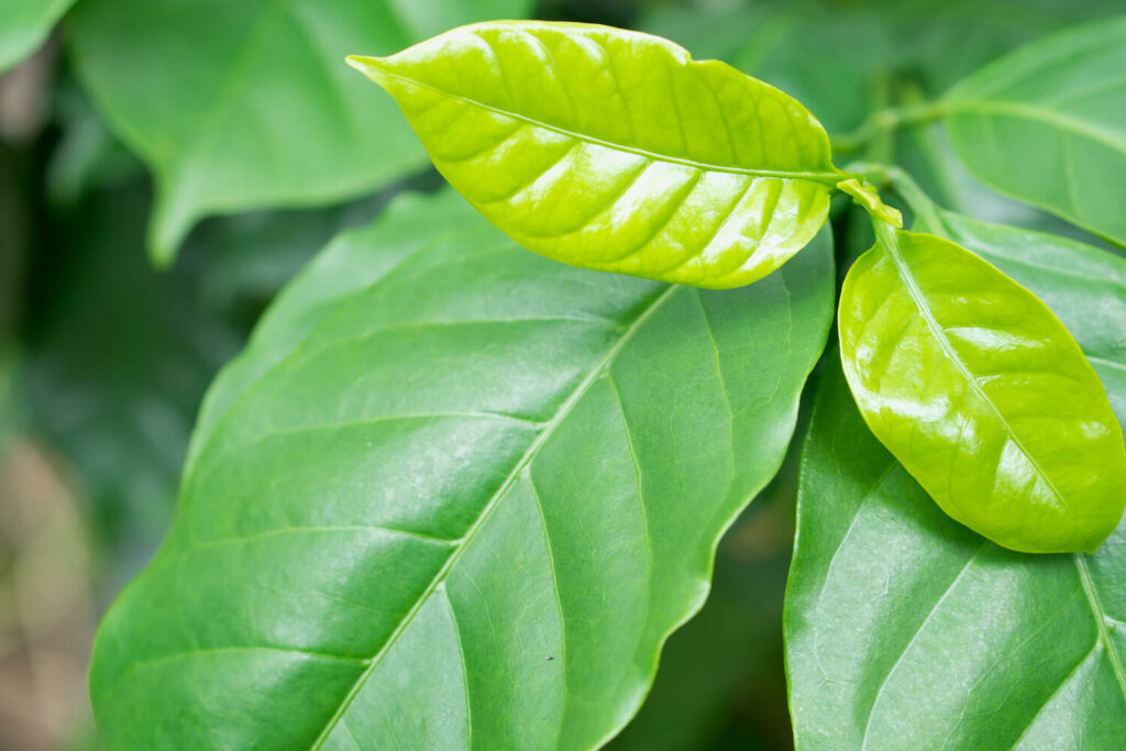 Close-up of coffee plant leaves