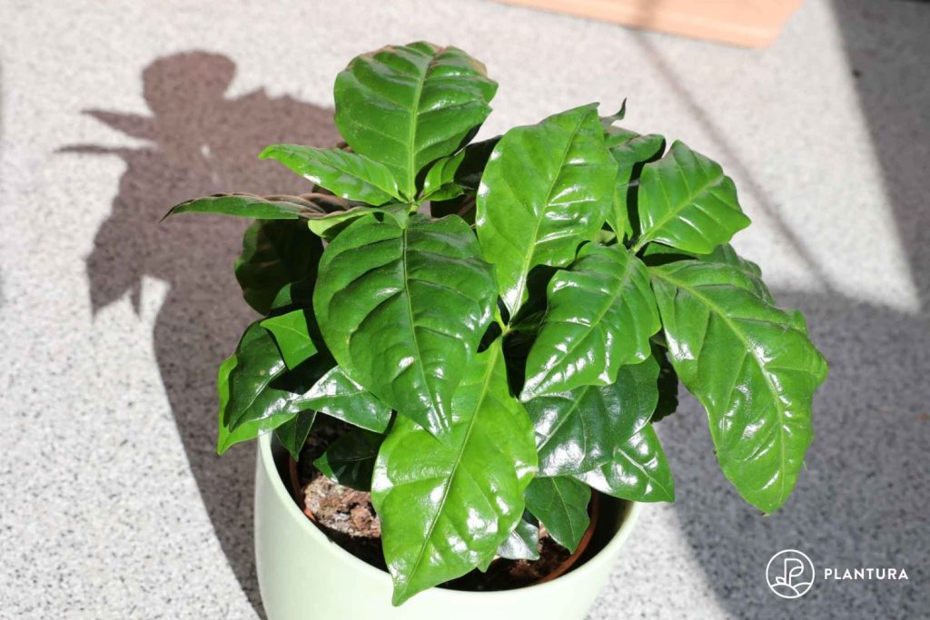 Coffee plant outdoors in terracotta pot