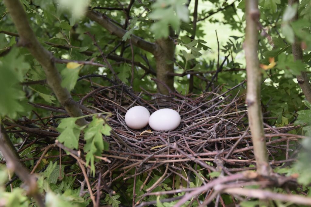 Two white wood pigeon eggs in a nest of twigs