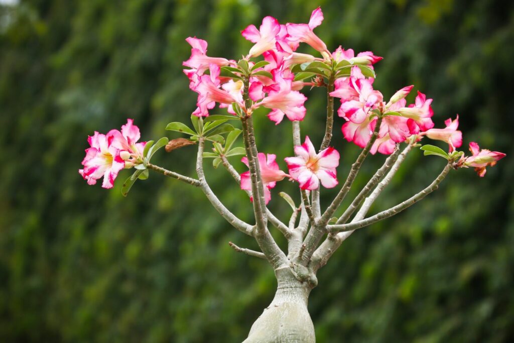 Flowering pink adenium plant