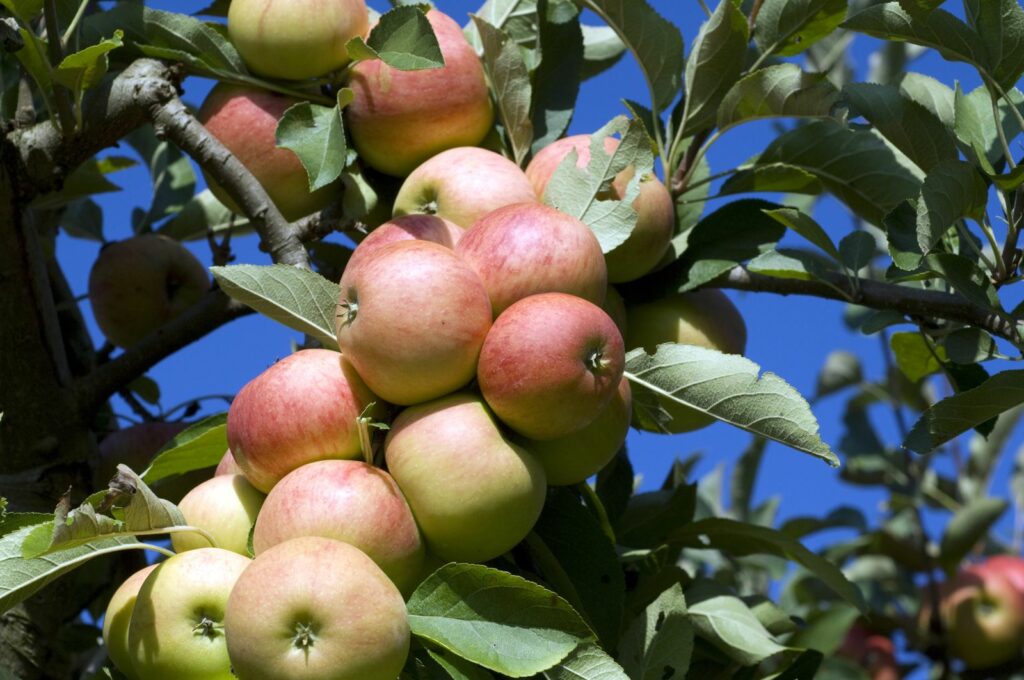 Elstar apples in tree