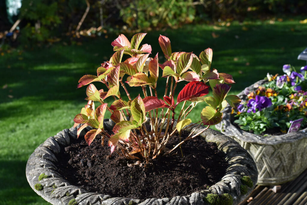 my hydrangea leaves are turning yellow