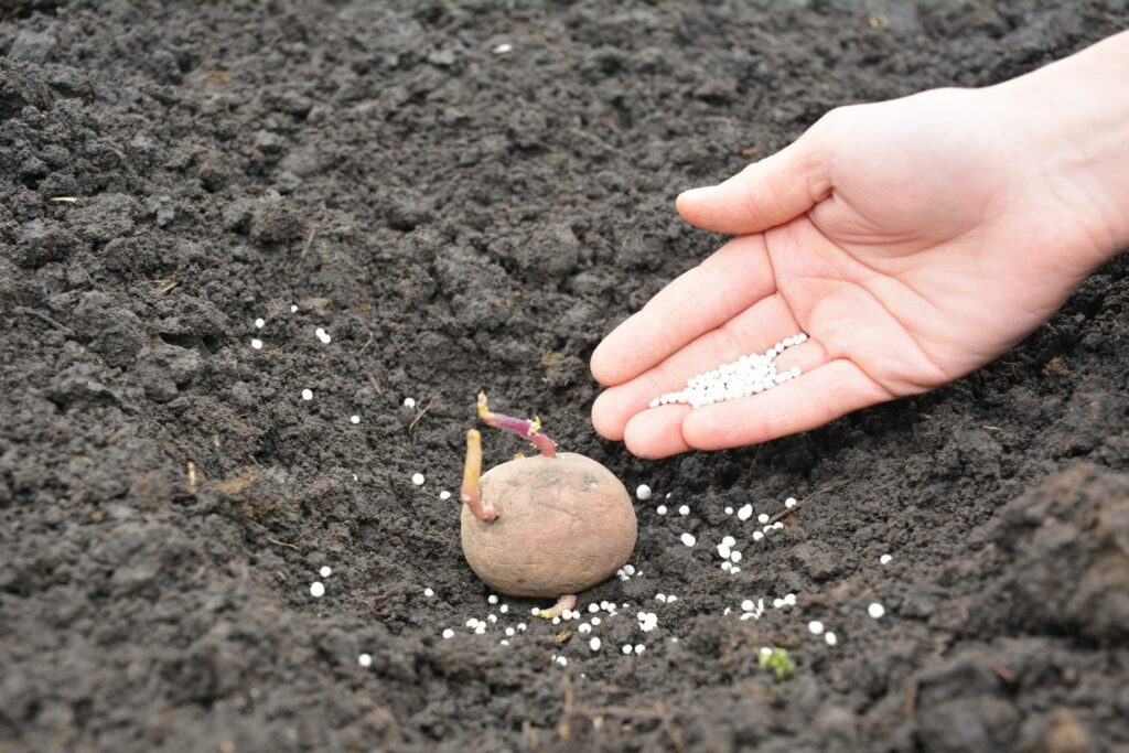 potatoes with mineral fertiliser