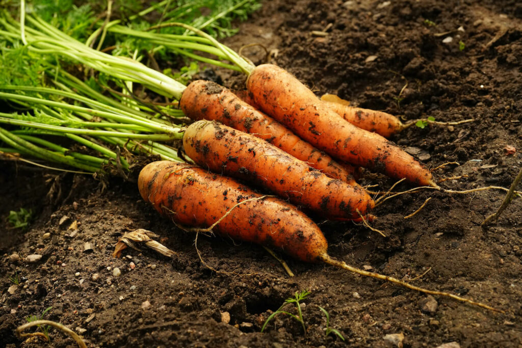 Freshly harvested carrots in autumn