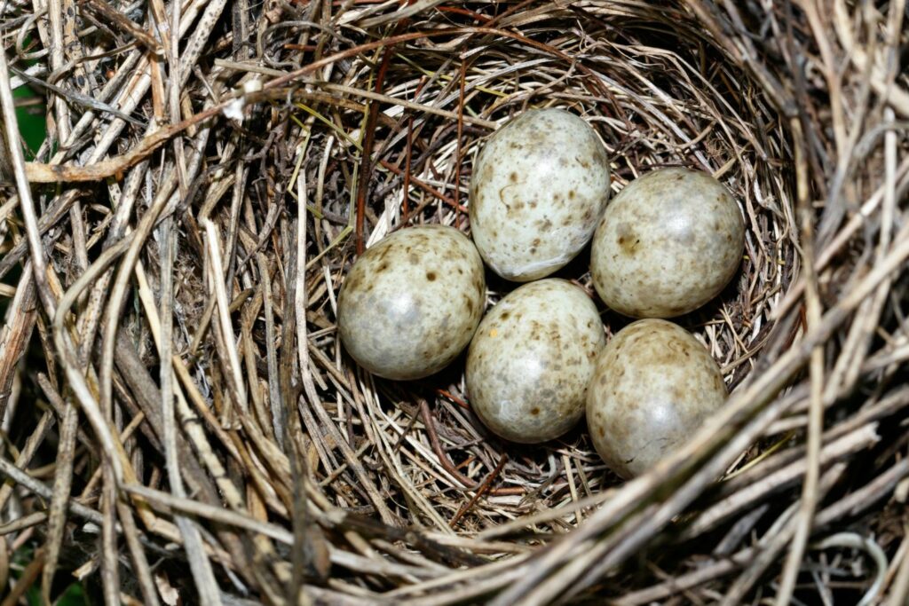 Nest of five garden warbler eggs