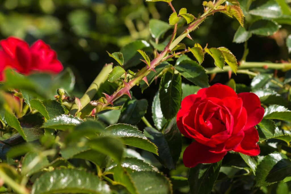 Rose bush for garden warbler nest