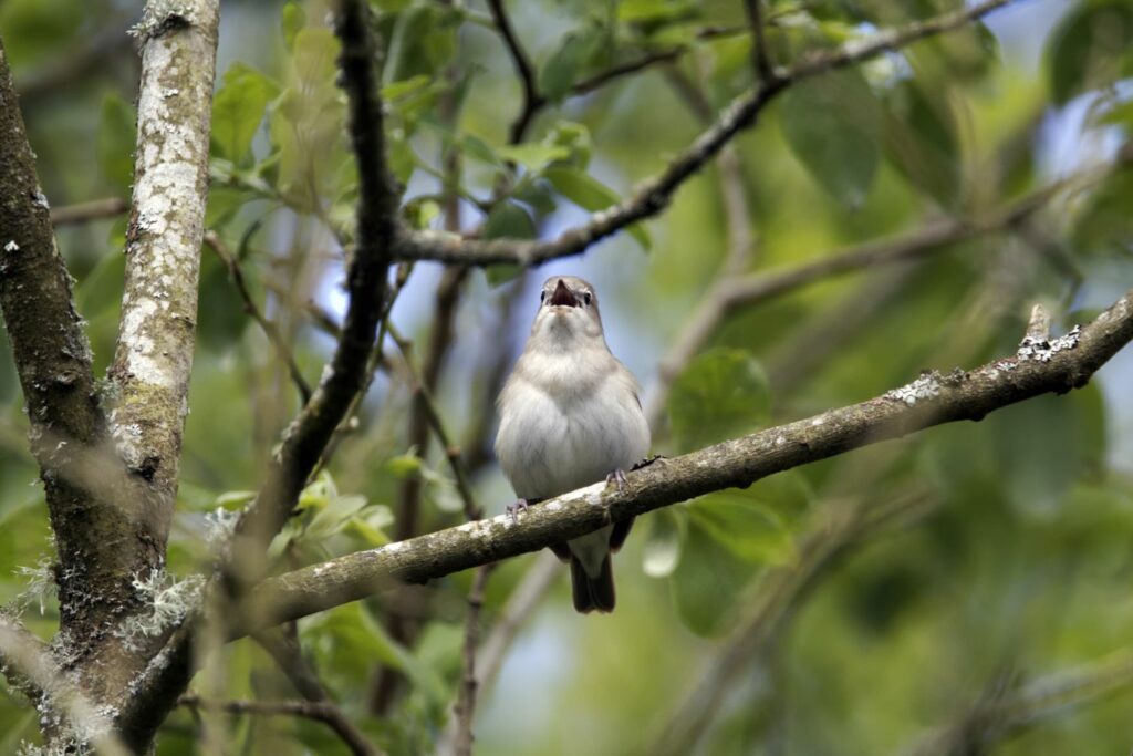 Garden warbler bird singing