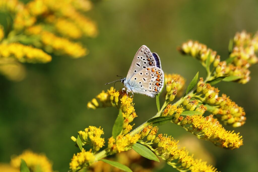 Butterfly feeding on yellow goldenrod flowers