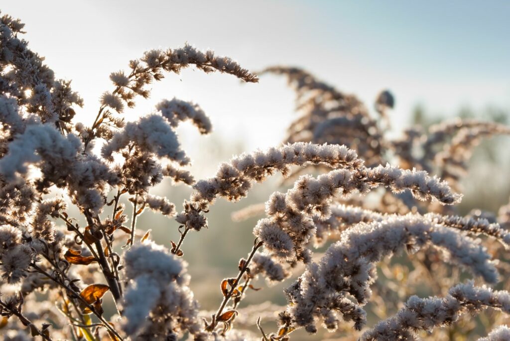 Frost covered goldenrod flowerheads
