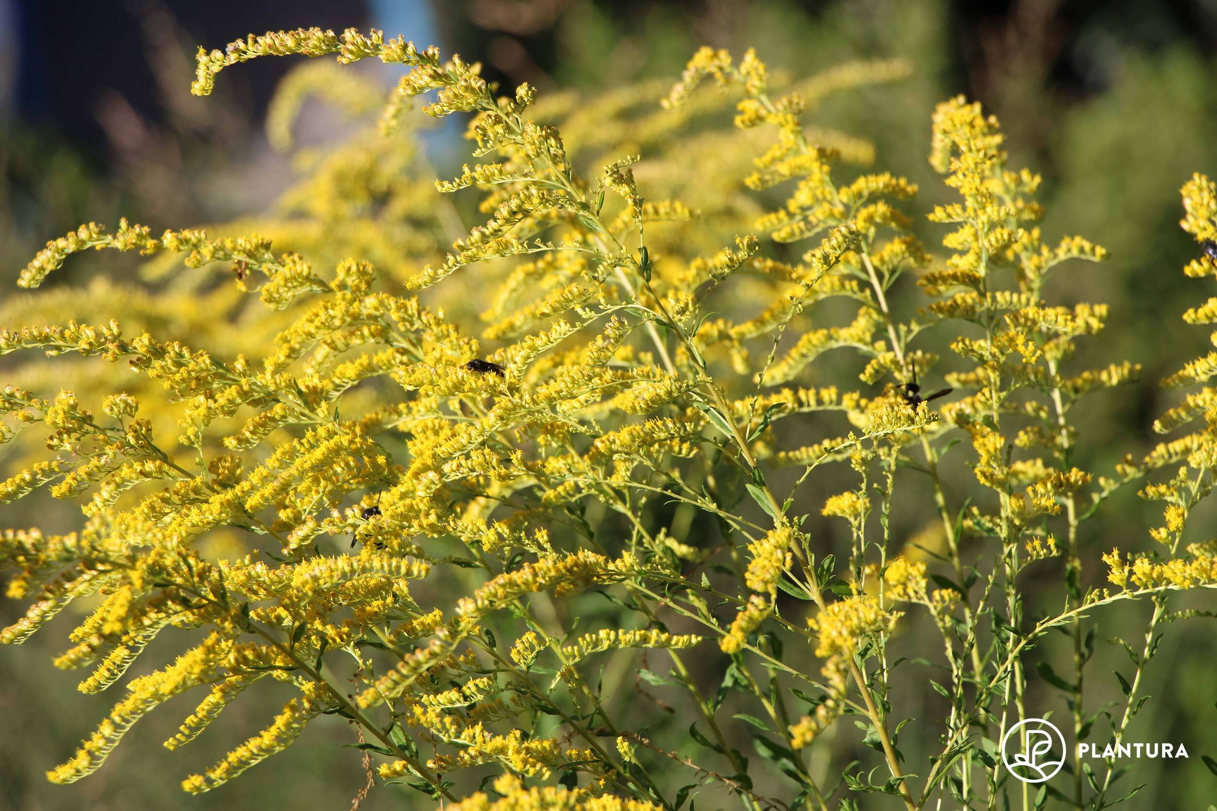 goldenrod: varieties, care tips, uses & more - plantura