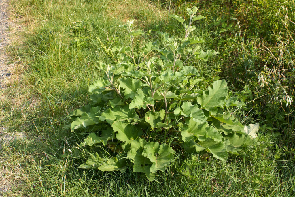A young greater burdock plant