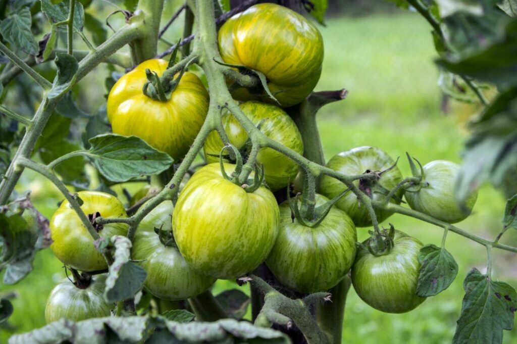 ‘Green zebra’ tomatoes on the vine