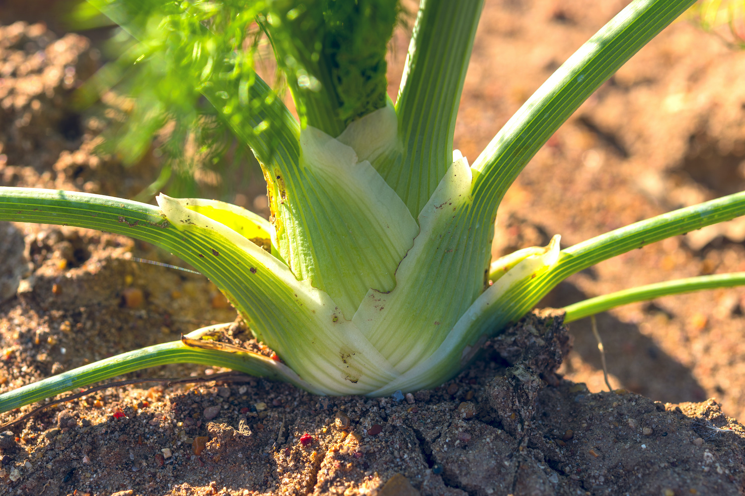 Fennel: varieties, growing, propagation & care - Plantura
