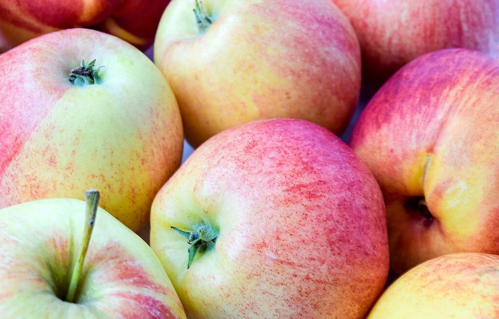 Harvested elstar apples for storage