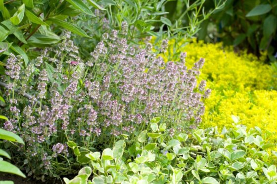 Planting a herb garden: location, design & instructions