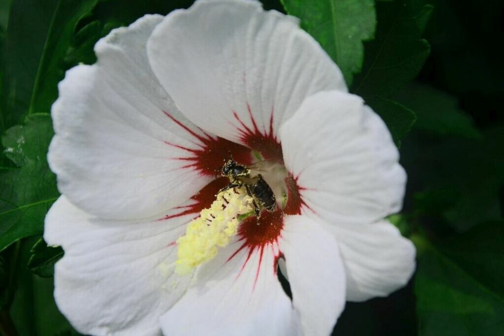 Bee feeding on a white hibiscus flower