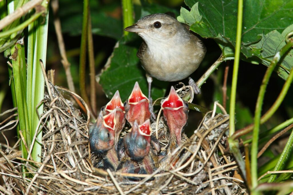 Nest of garden warbler chicks
