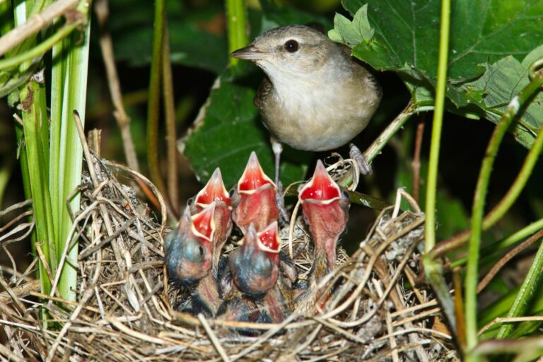 garden-warbler-song-nest-migration-plantura