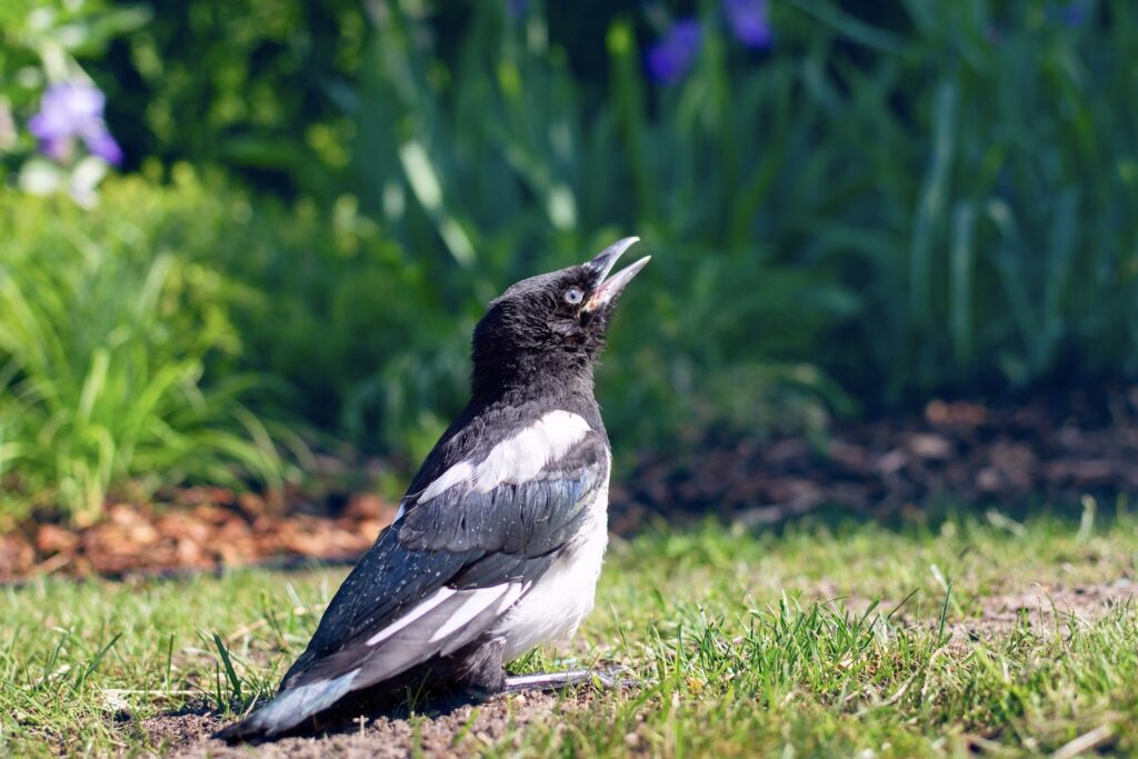 Young magpie with grey patches and short tail
