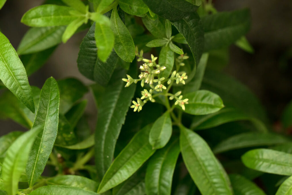 lemon verbena foliage and flower buds