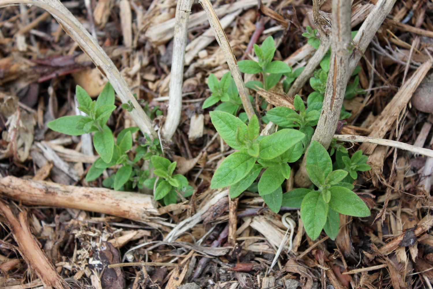 Lemon verbena: planting & propagation - Plantura