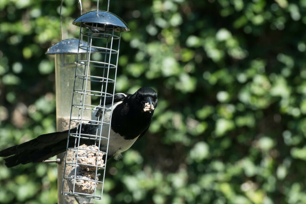 Magpie feeding on seeds from bird feeder