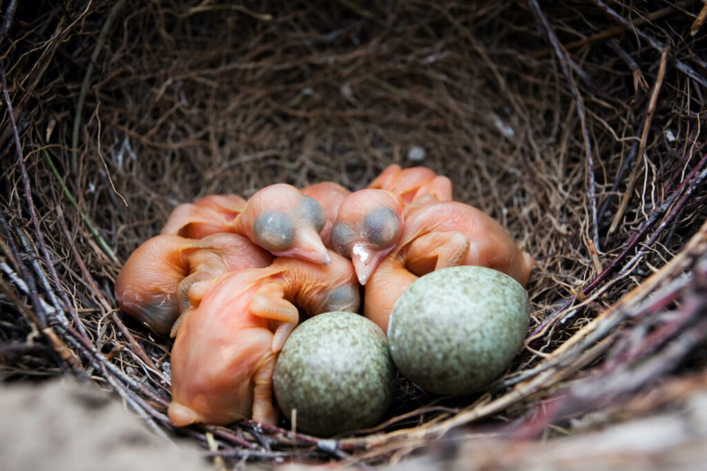 Green magpie eggs and baby chicks in nest