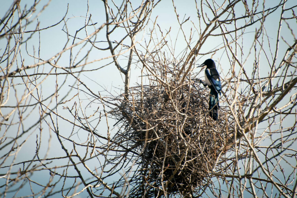 Magpie building round-shaped nest out of twigs high up in a tree