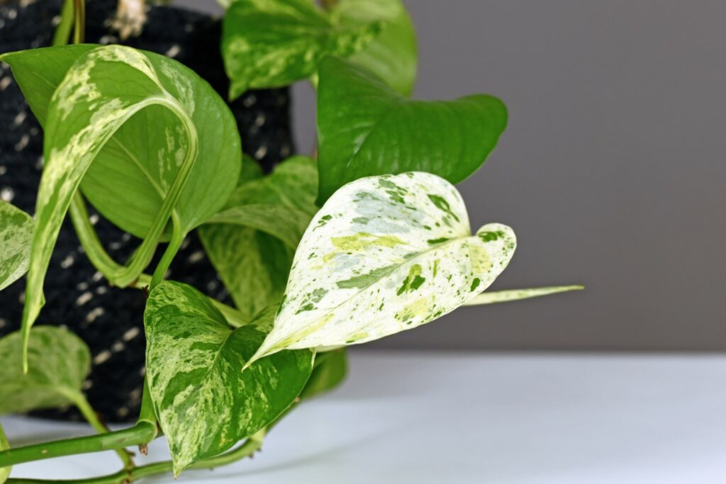 A highly variegated pothos plant