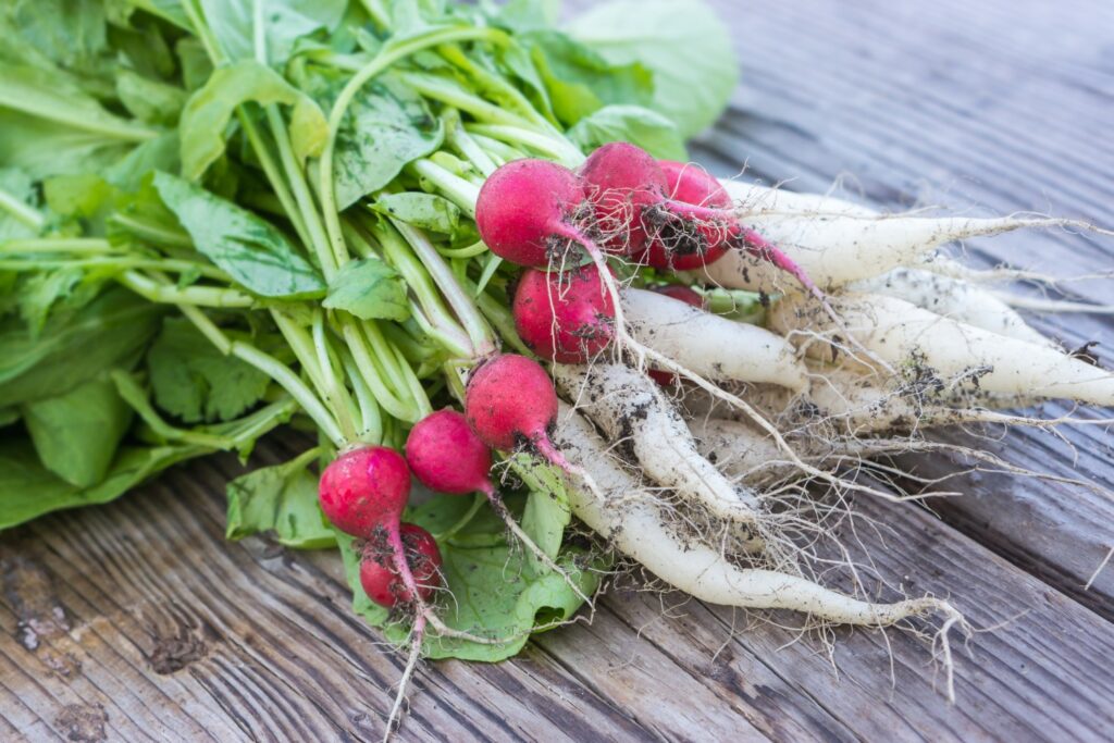 Bunch of red and white radishes