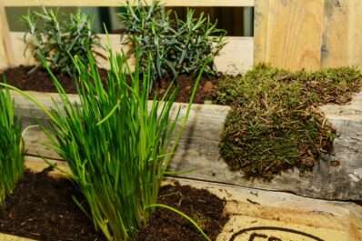 Build & plant your own pallet herb garden