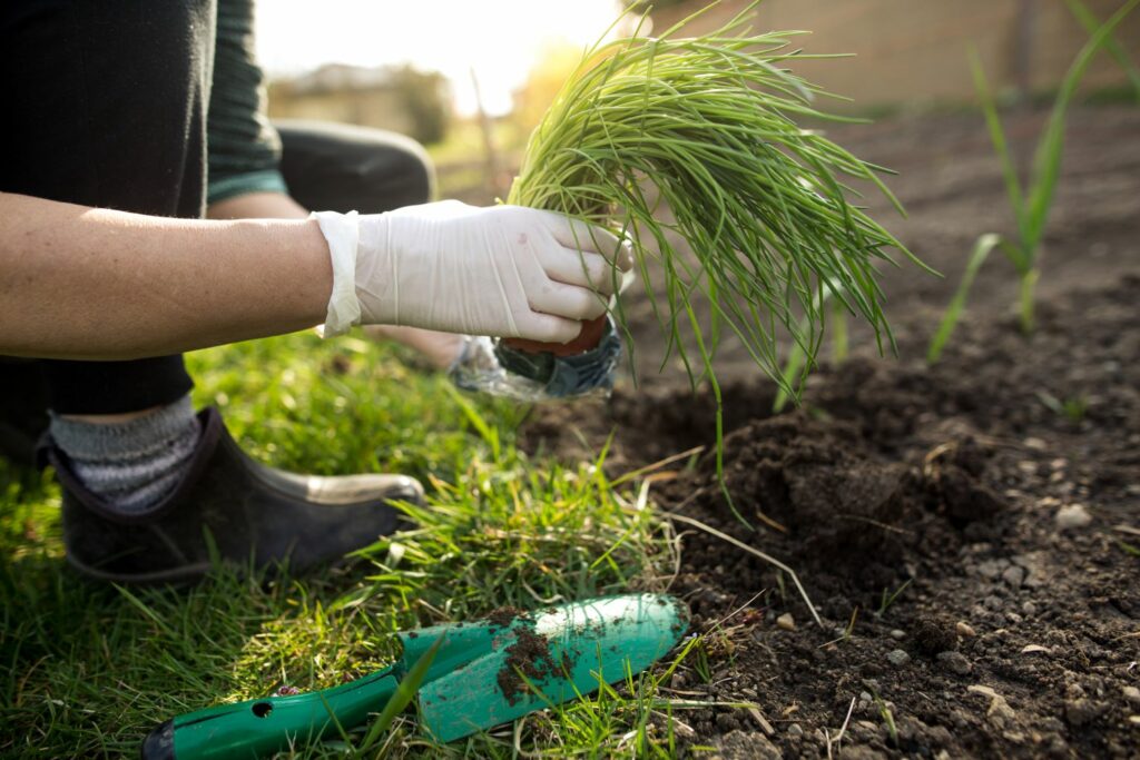 Planting chives in the garden