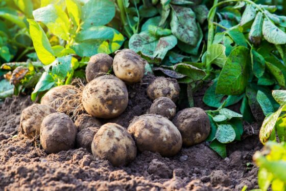 Fertilising potatoes: when, how & what to feed potato plants
